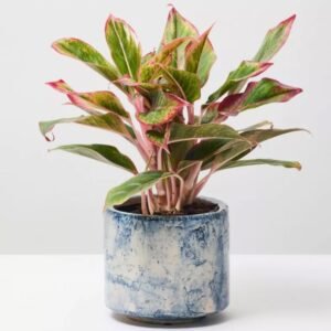 Green Pearl Succulent